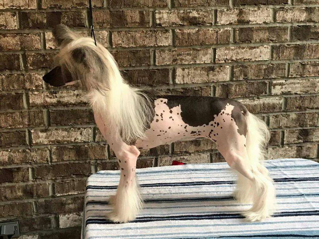 Fiery Fame La Pin Up