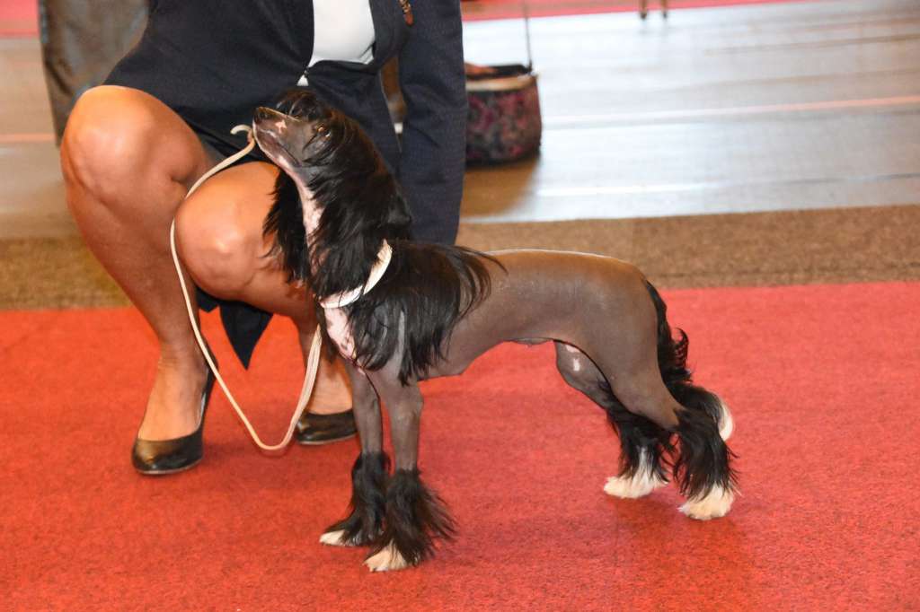 Anna Sky Kennel Millions Wow