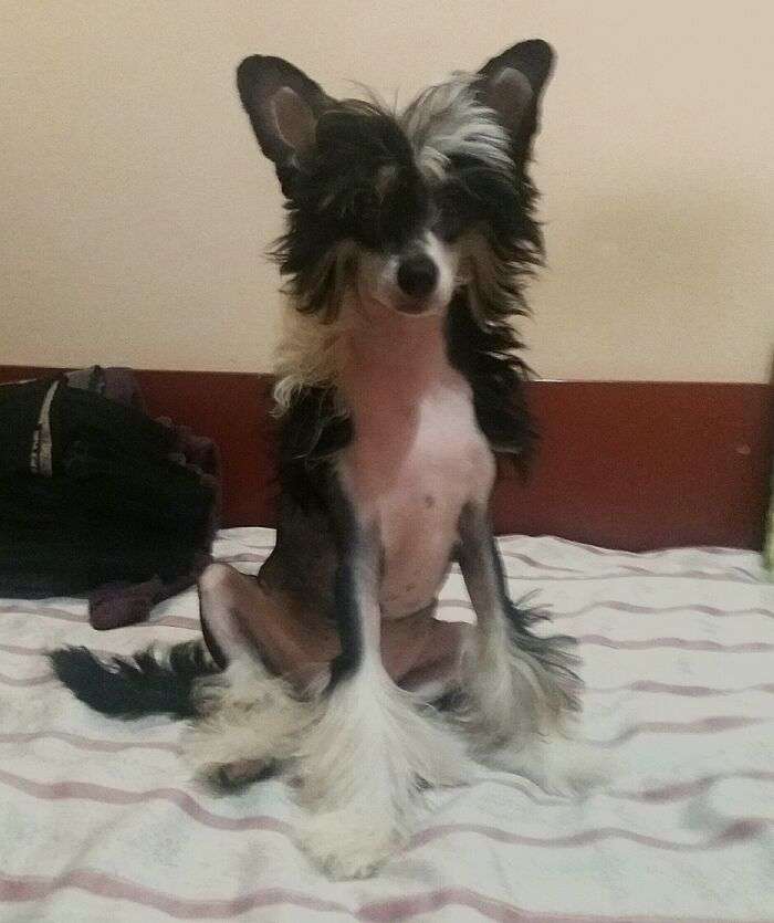 Dux Durotan Mali Zmaj