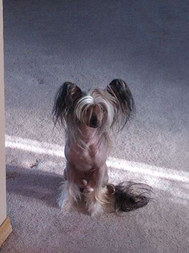 Wind Shot Thru the Heart