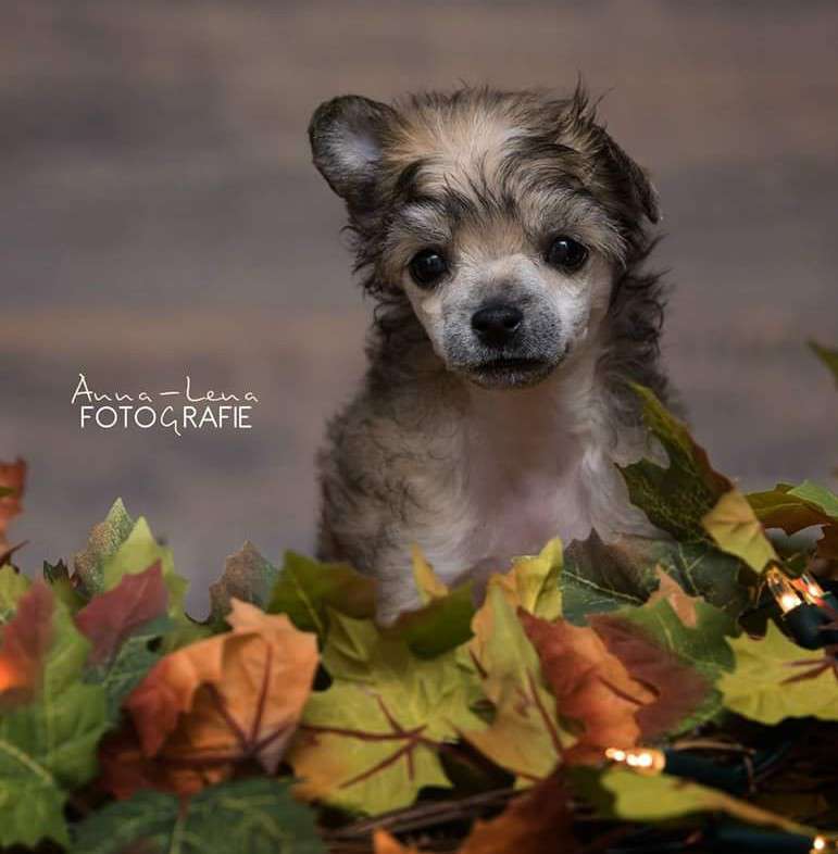 Little Rehma's Hagrid