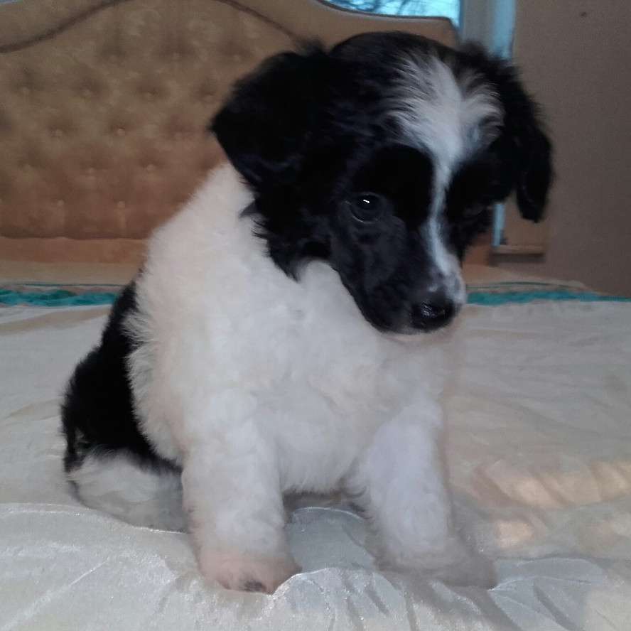 pufflepaws demonia lilith