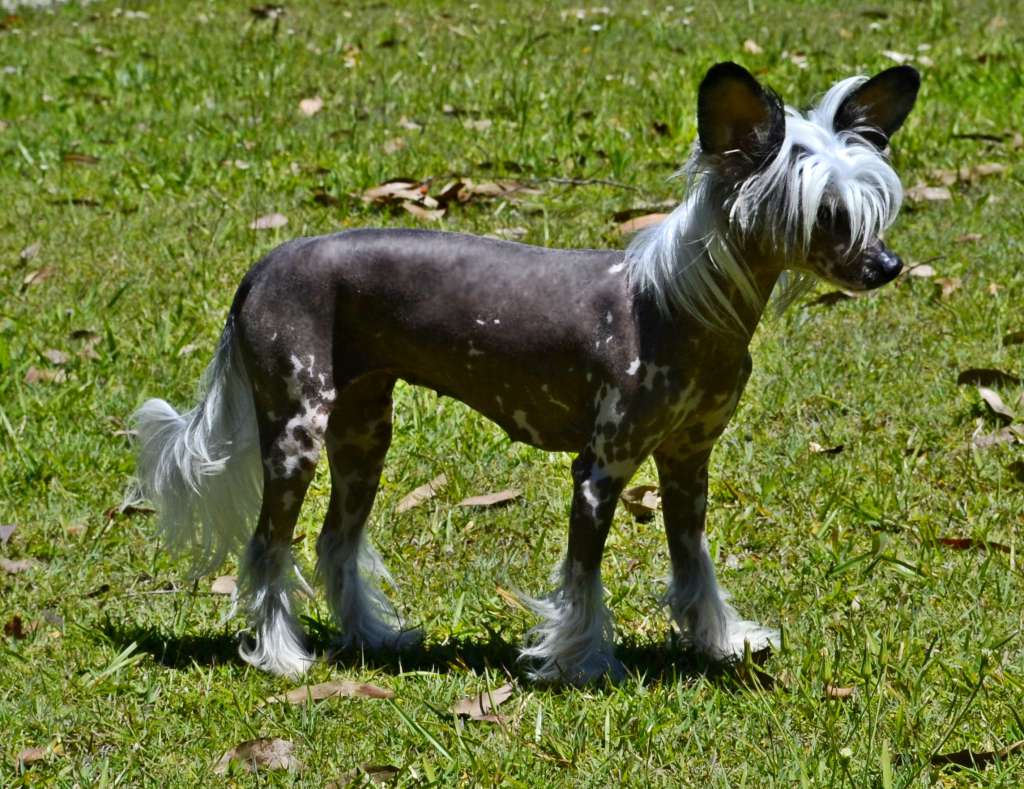 Chinacrest Black Label