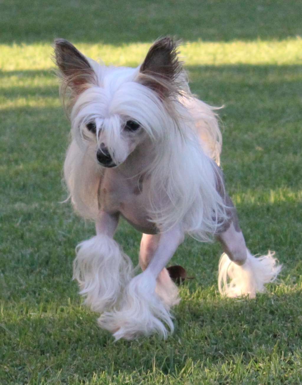 Fleetwood's Tu Tu Cute