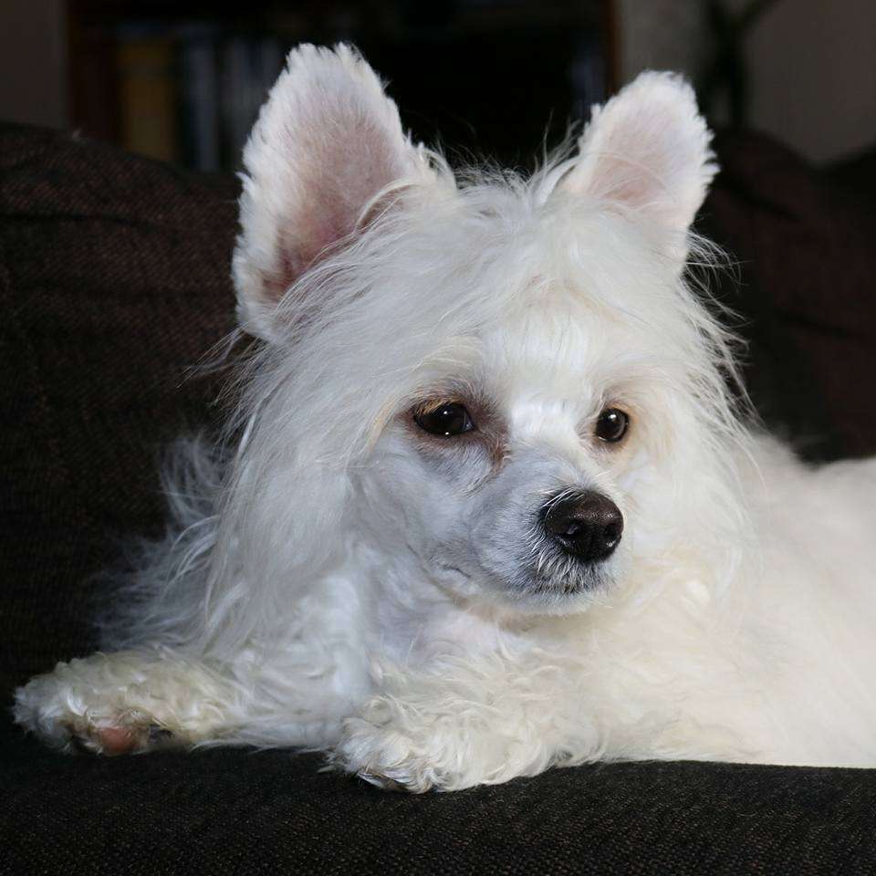 Lundens Crest Connie