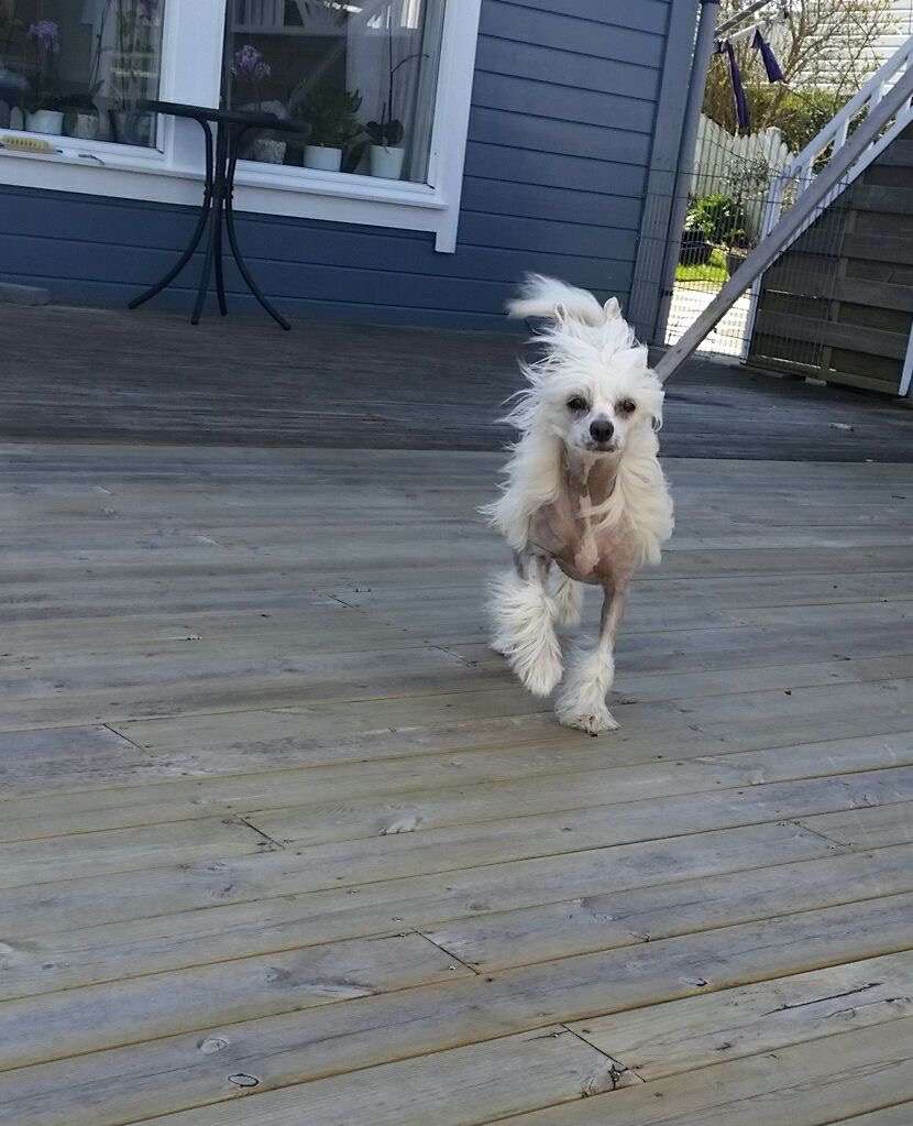 Lundens Crest Carmens's Jazz