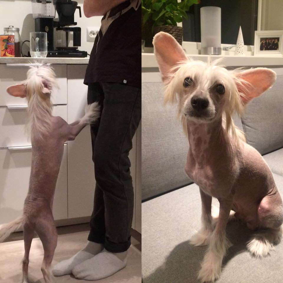 Lundens Crest Conrad