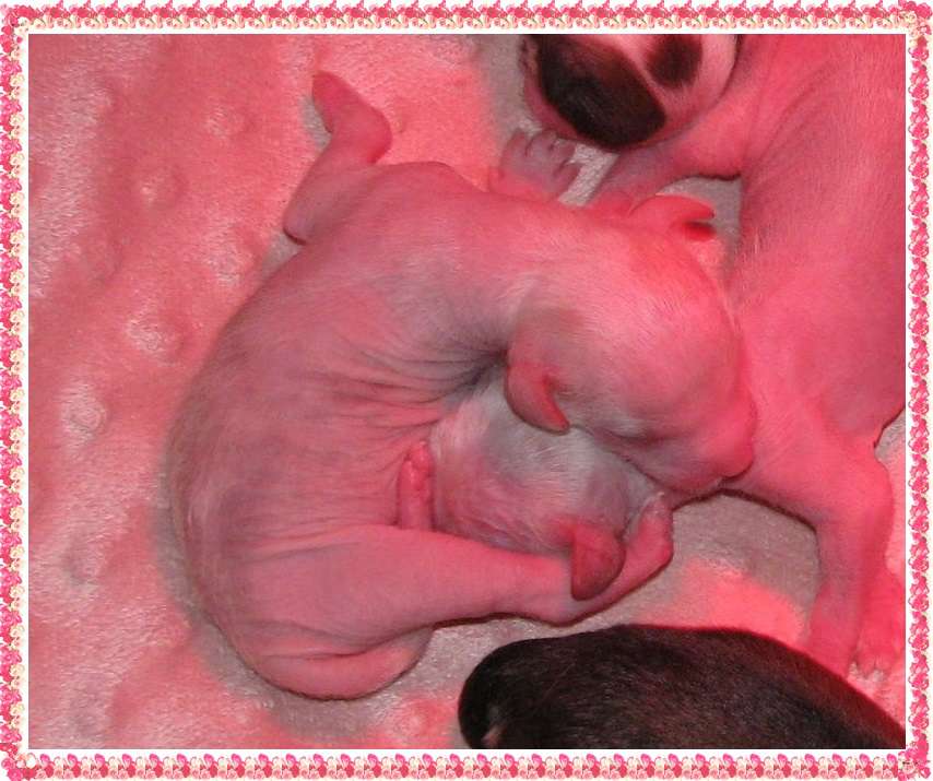 Salem Exotic World FCI