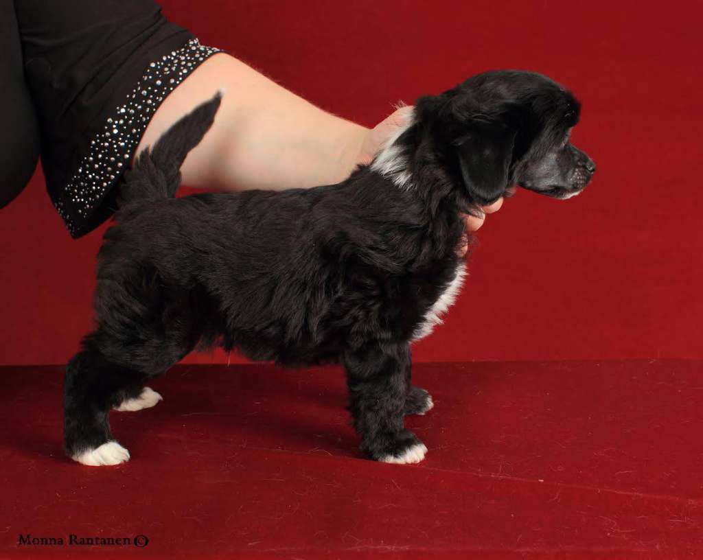 Sun Dan Black Is Back