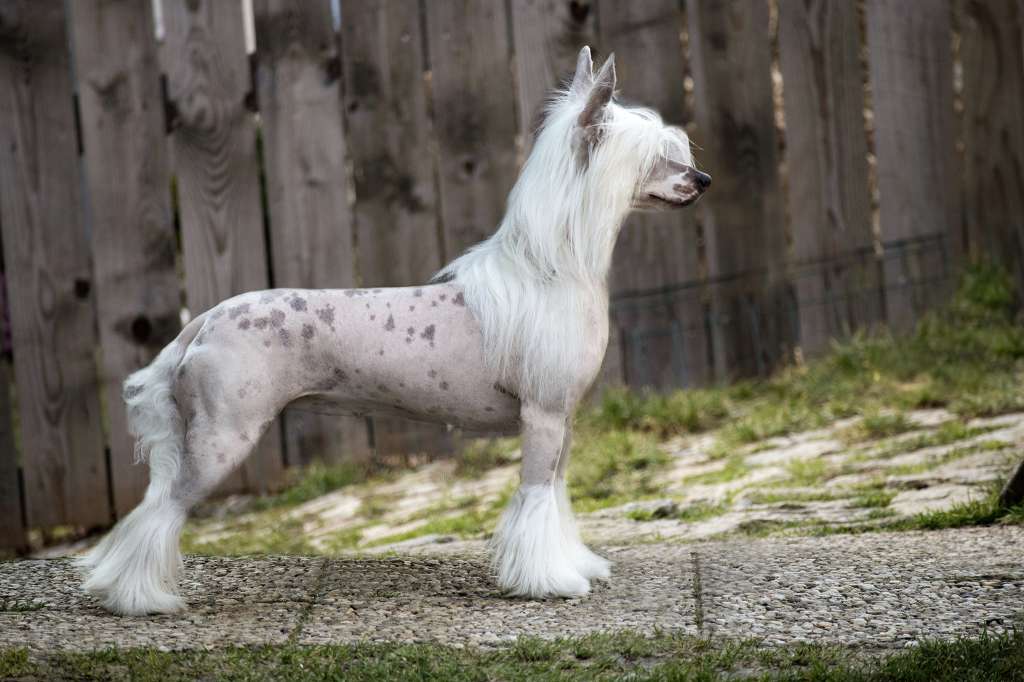 Just Don't Give Up Plysovy pritel