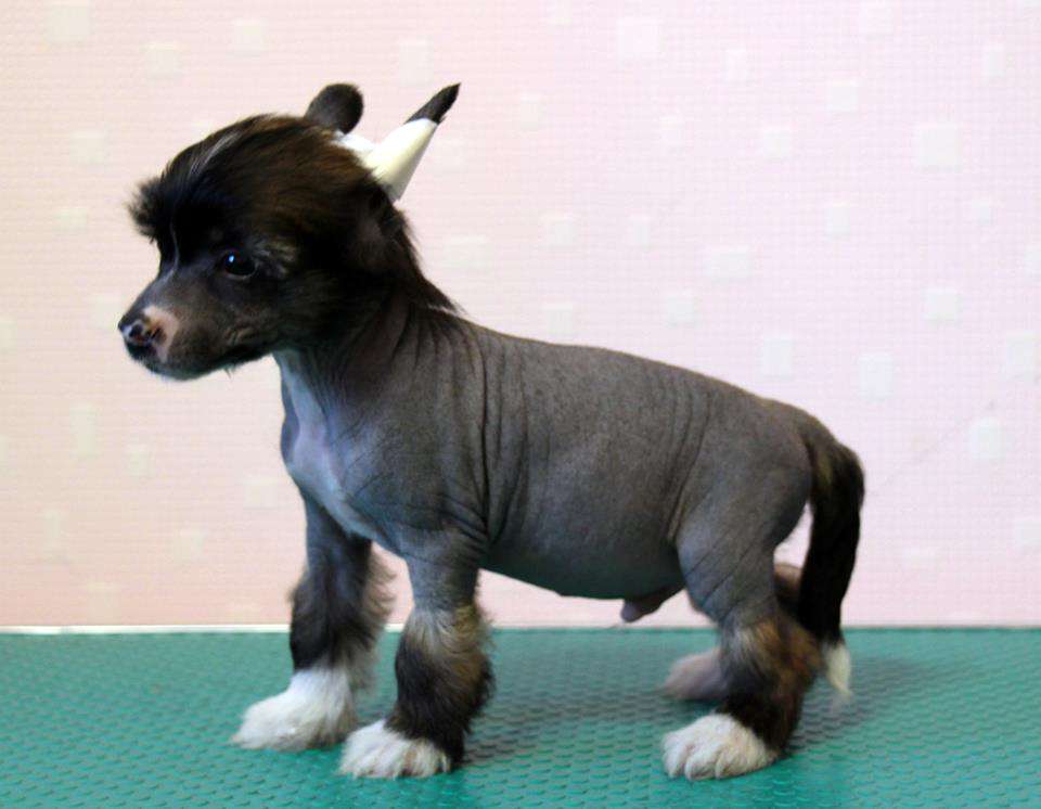 Samara Beauty Boomer Black