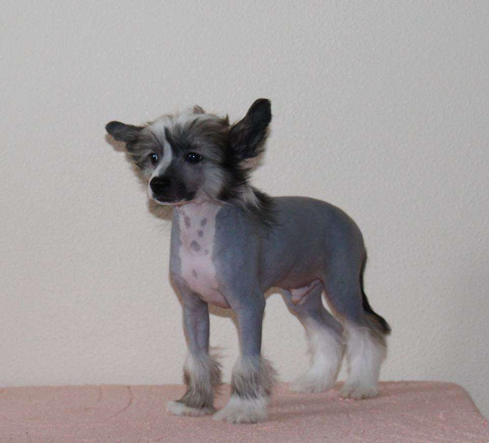 Samara Beauty Brad Pitt