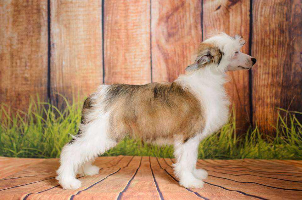 Samara Beauty Bloom the Goddess of Love