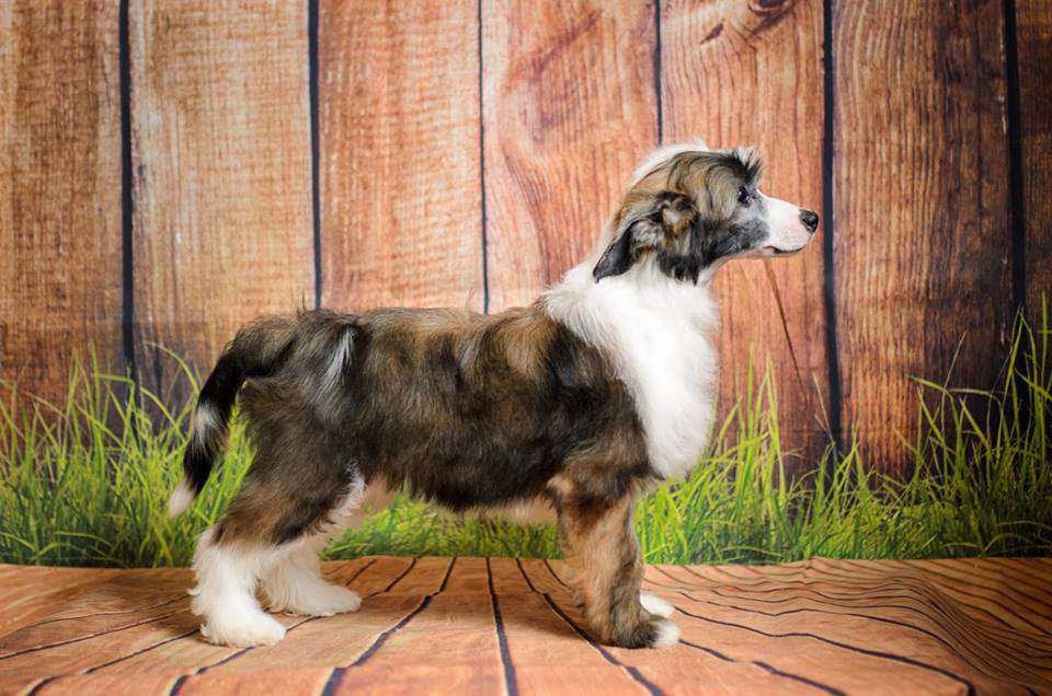 Samara Beauty Bella Style to Win