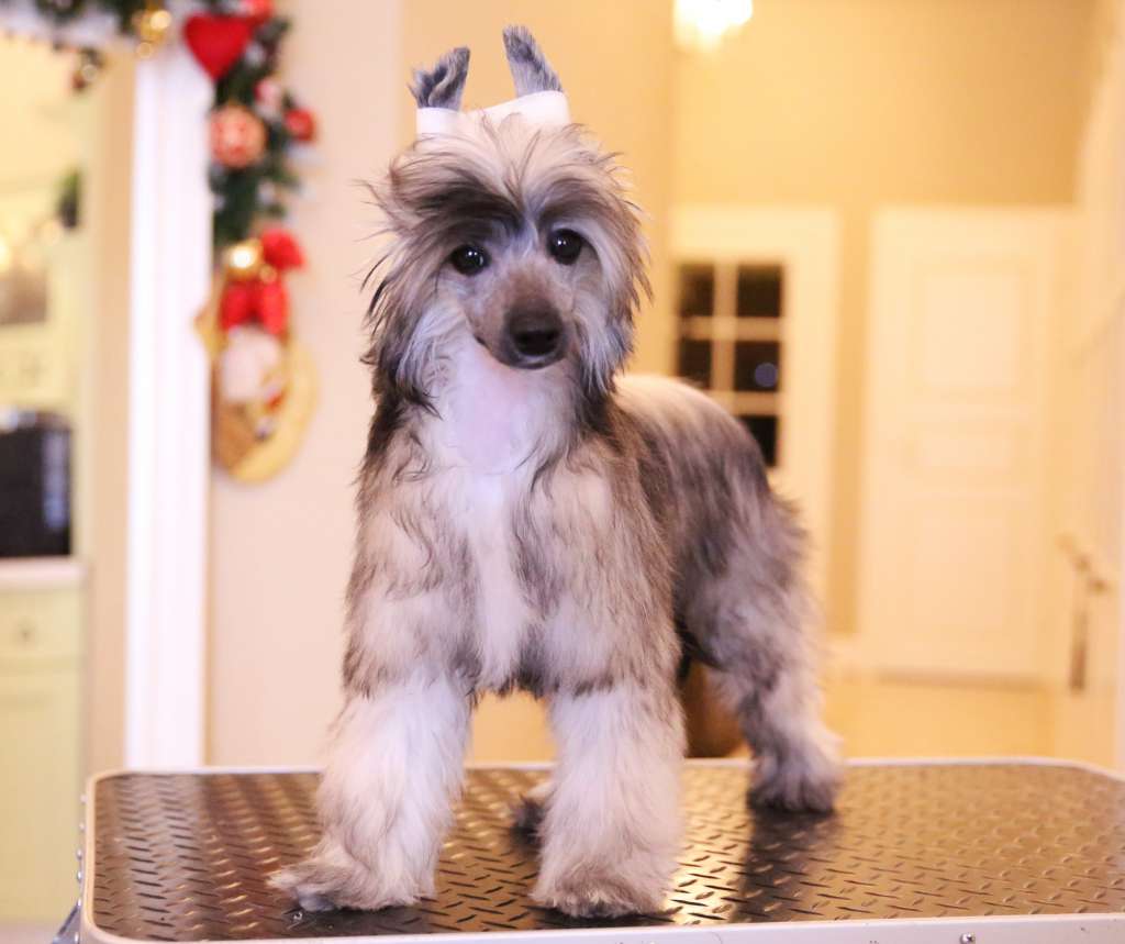 Samara Beauty Bagira the Grace