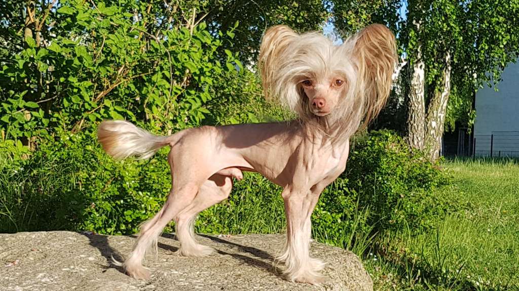 Funny Furby vom Elfental