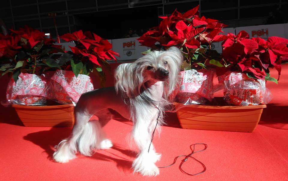 Pideraq's Kissin Kärpäslätkä