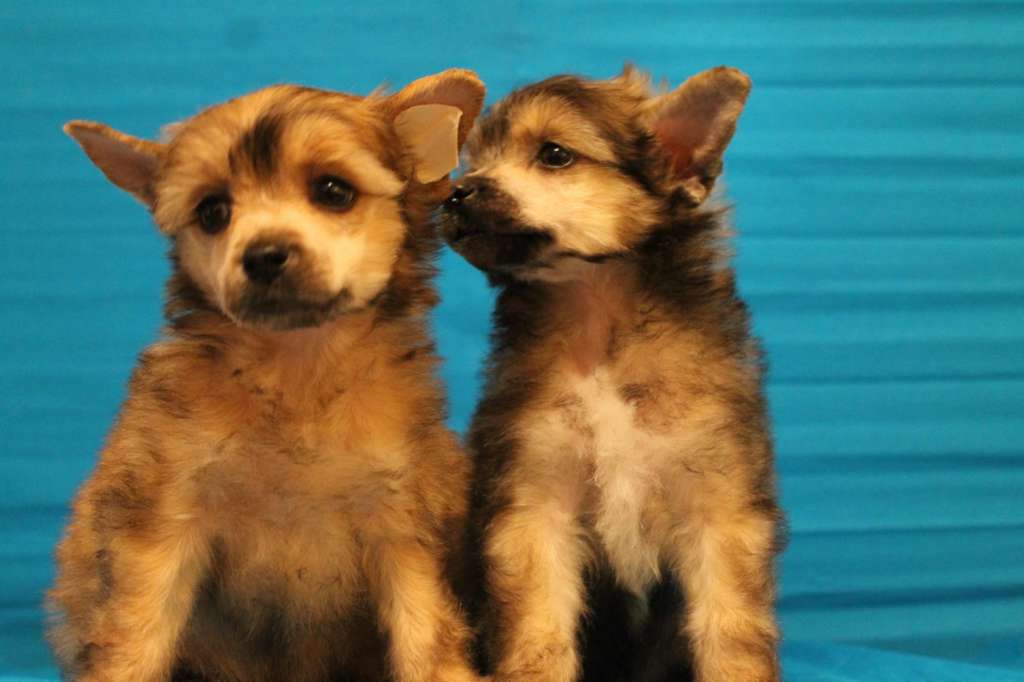 Galser Orion Morning Star