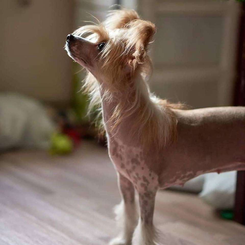 Hohlatiy glamour Voploshchenie Mechty