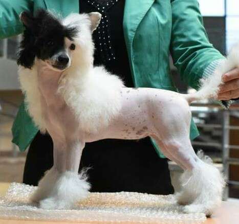 Icon of Style Iz Serebryanogo Raya