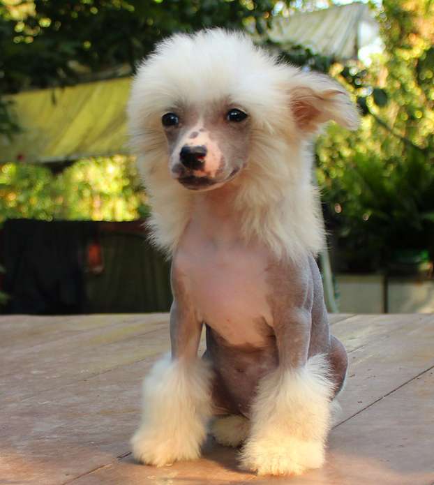 Angel O' Check Solneshny Lushick