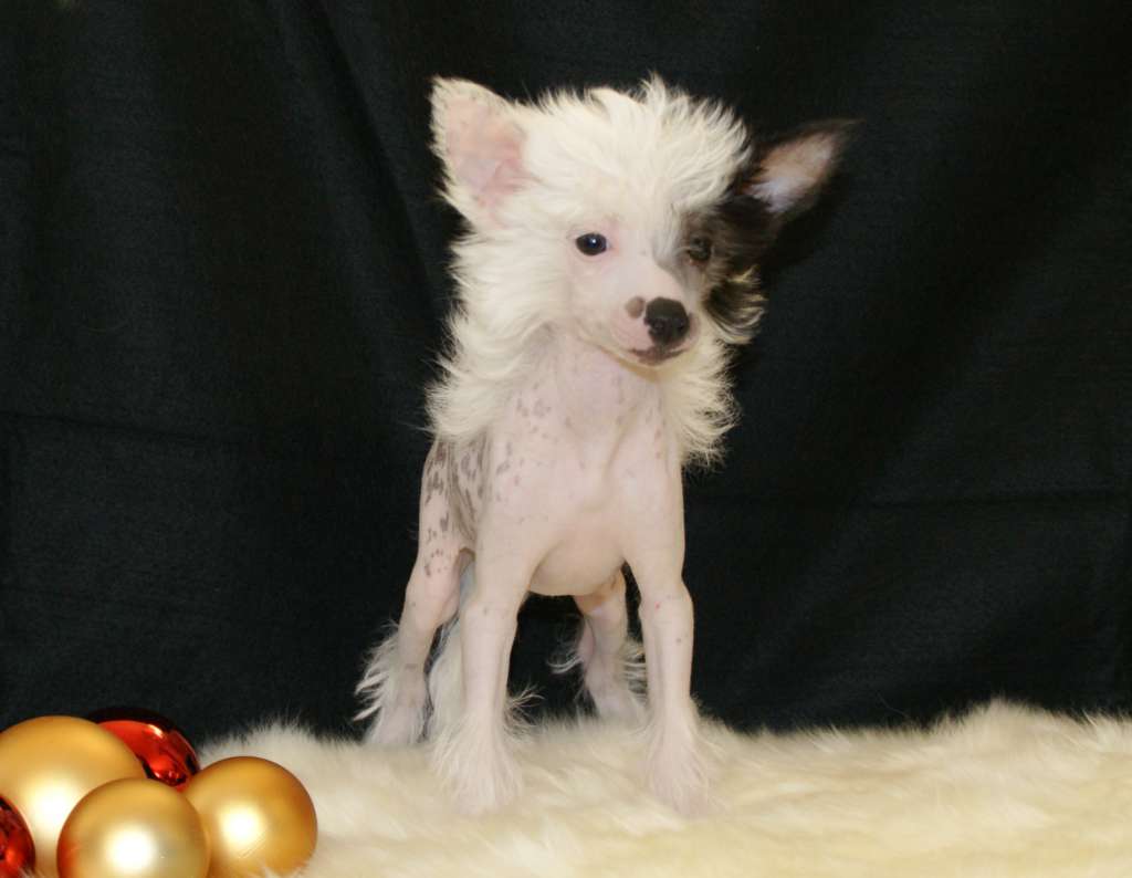 Champagner White Star von Natelberg