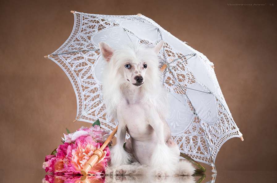 Angel O' Check Hrustalnaya Prinzessa