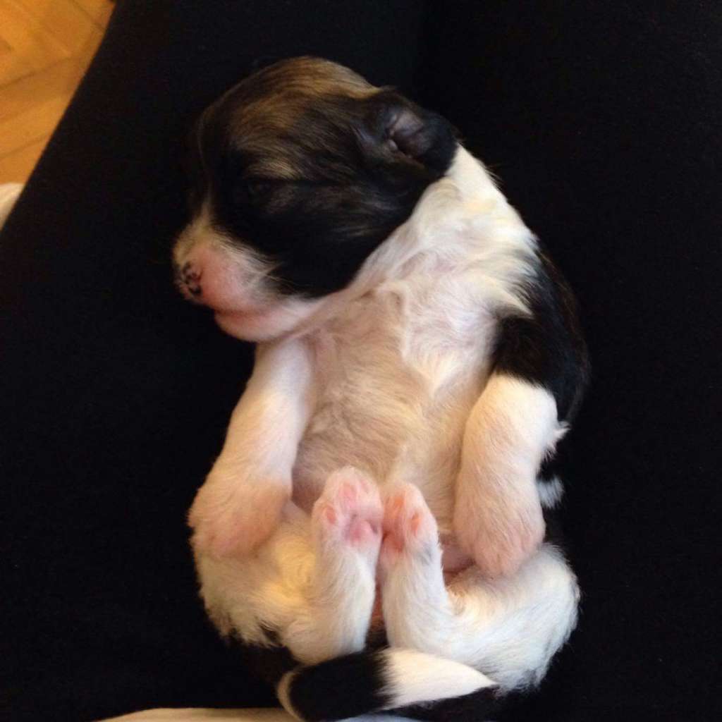 Bille Jean Robodream