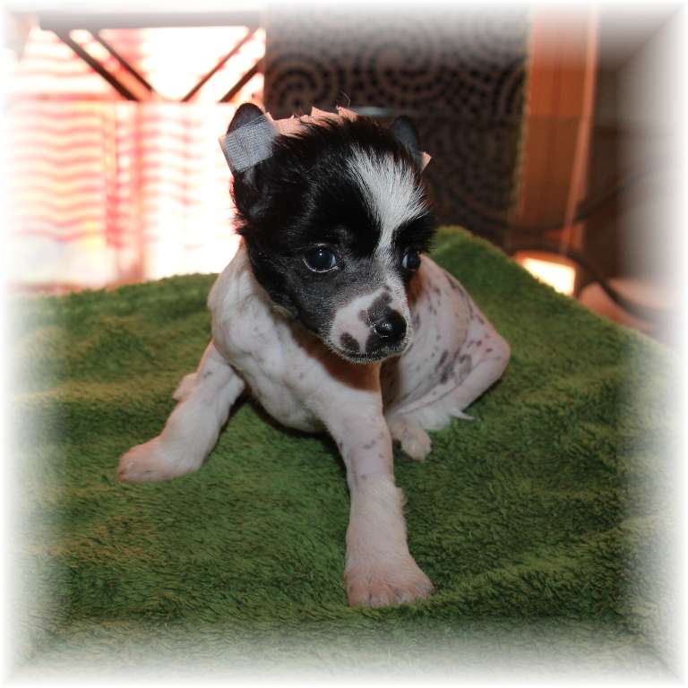 Moon Light Tcha Tcha des Zéphyrs de l'Olympe