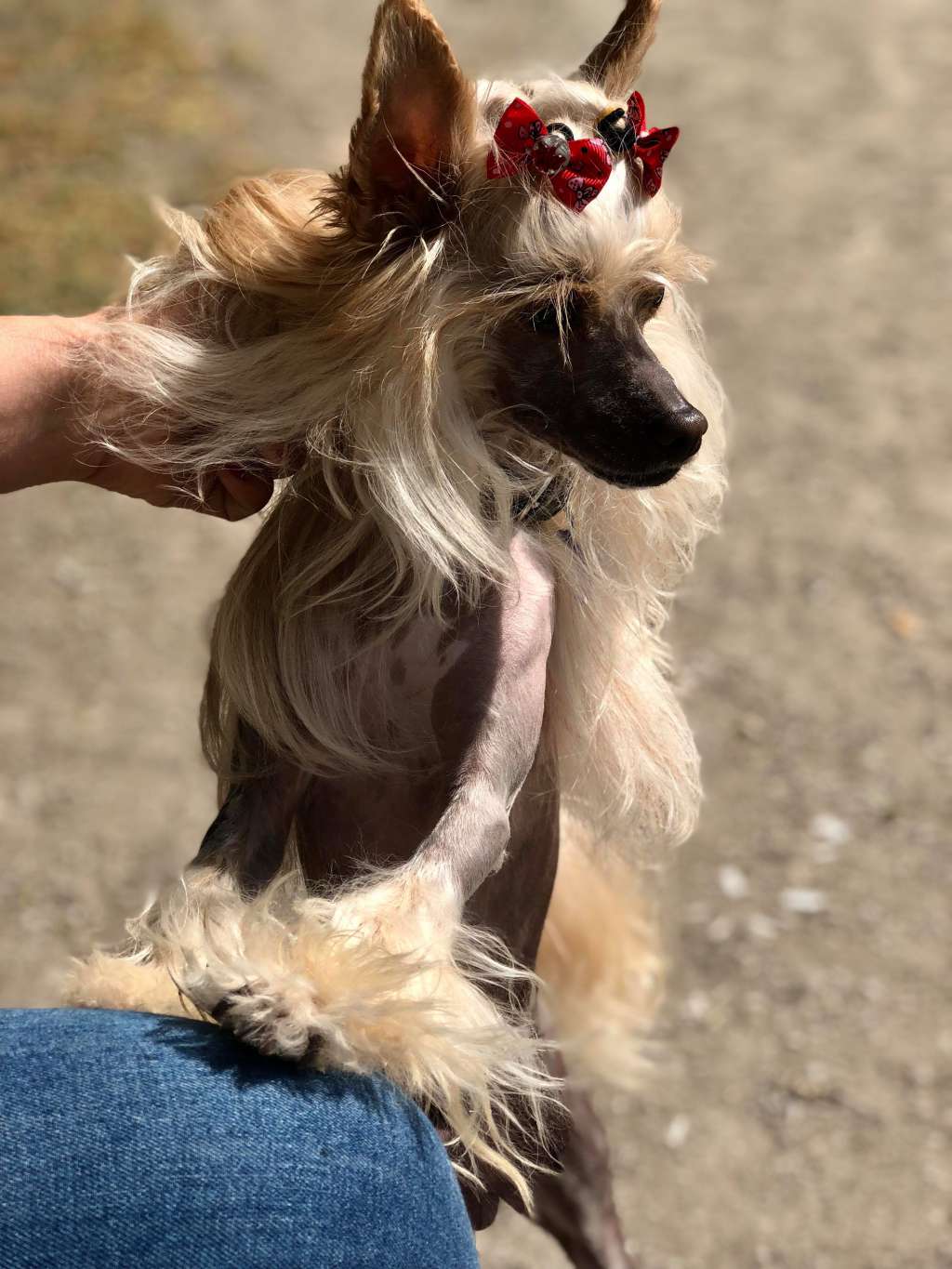 Está mi corazón SensiAmore