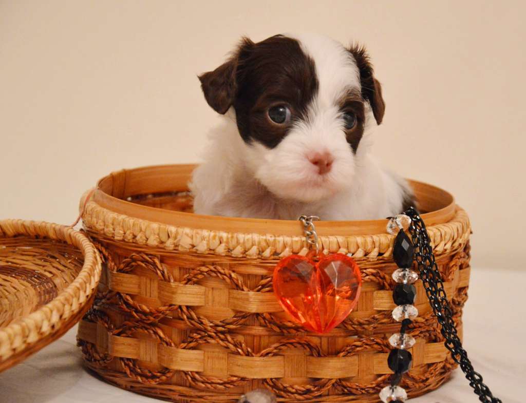 Fauziya Dzhumana Iselle