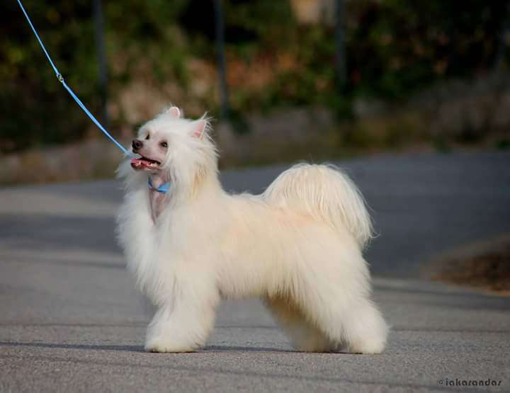 JCh. iakarandas Hipster