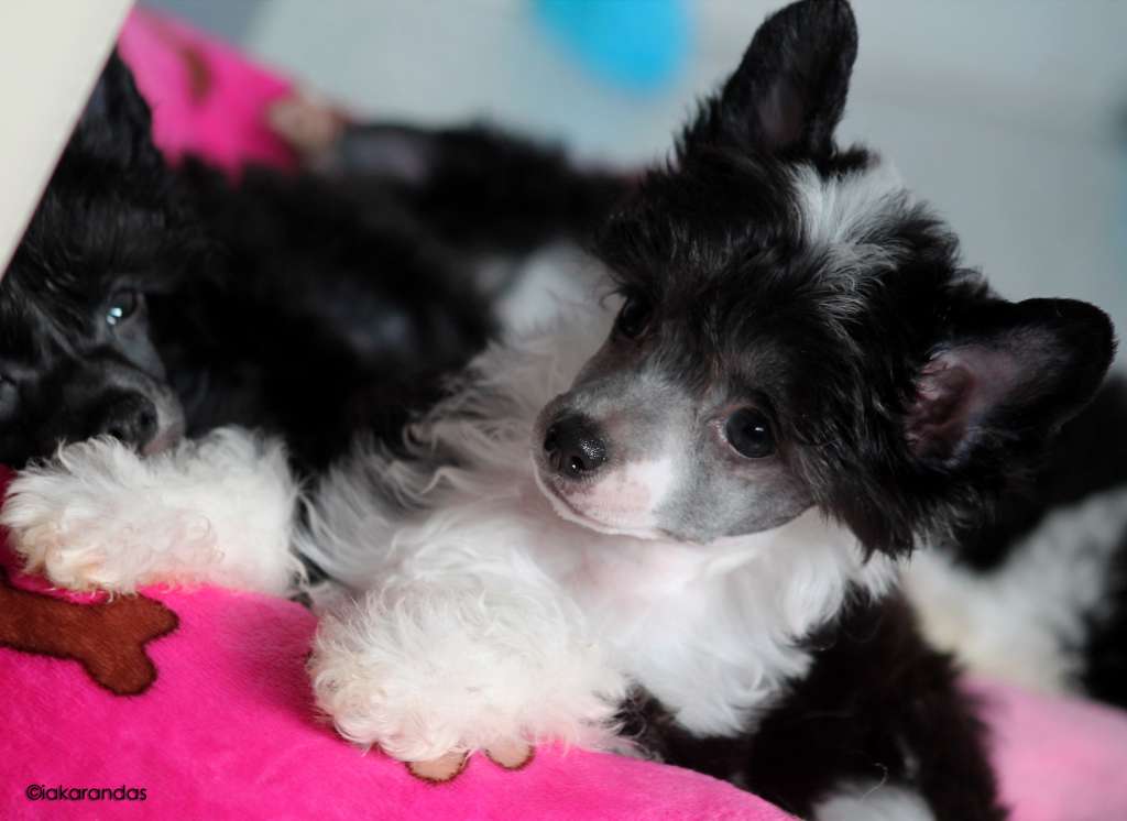 iakarandas Hawaiian Barbie