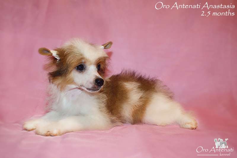 Oro Antenati Anastasia