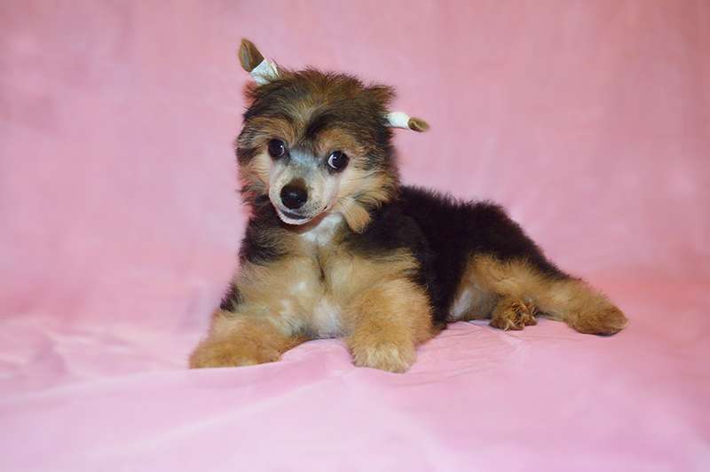 Oro Antenati Asilija