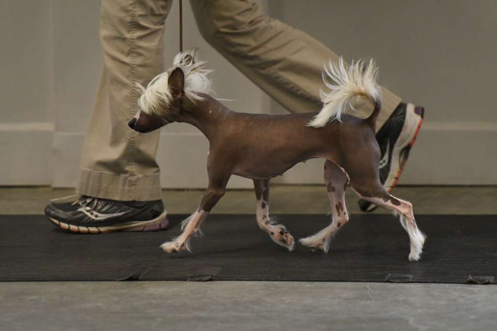 All Curds No Whey of Lore CGN