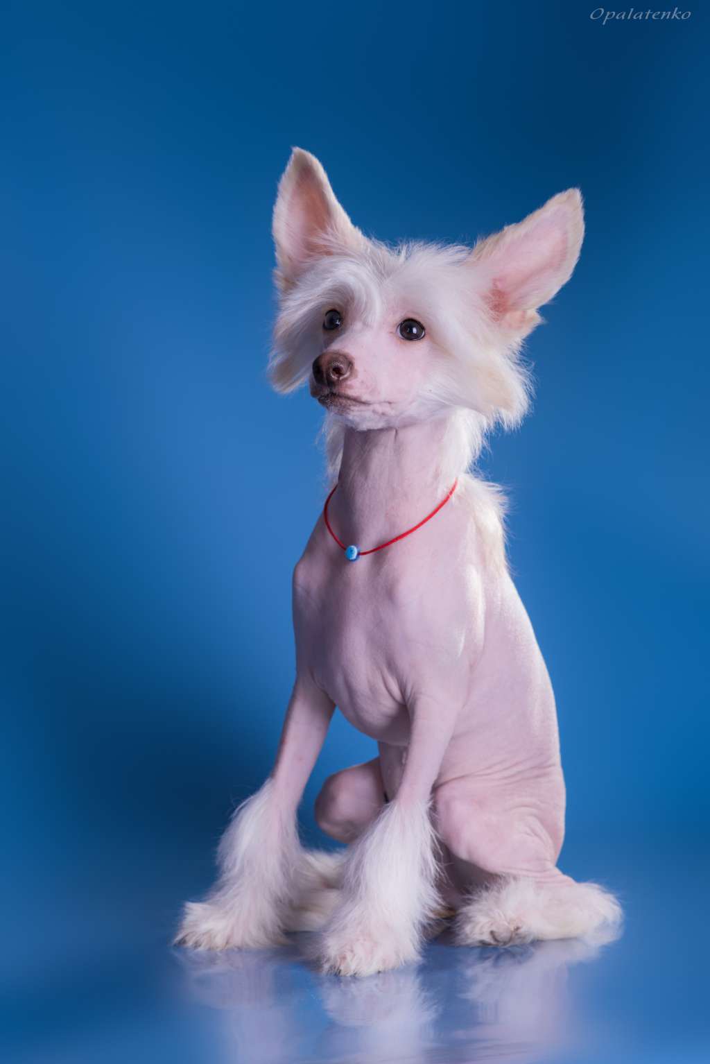 Grand Show Millennium