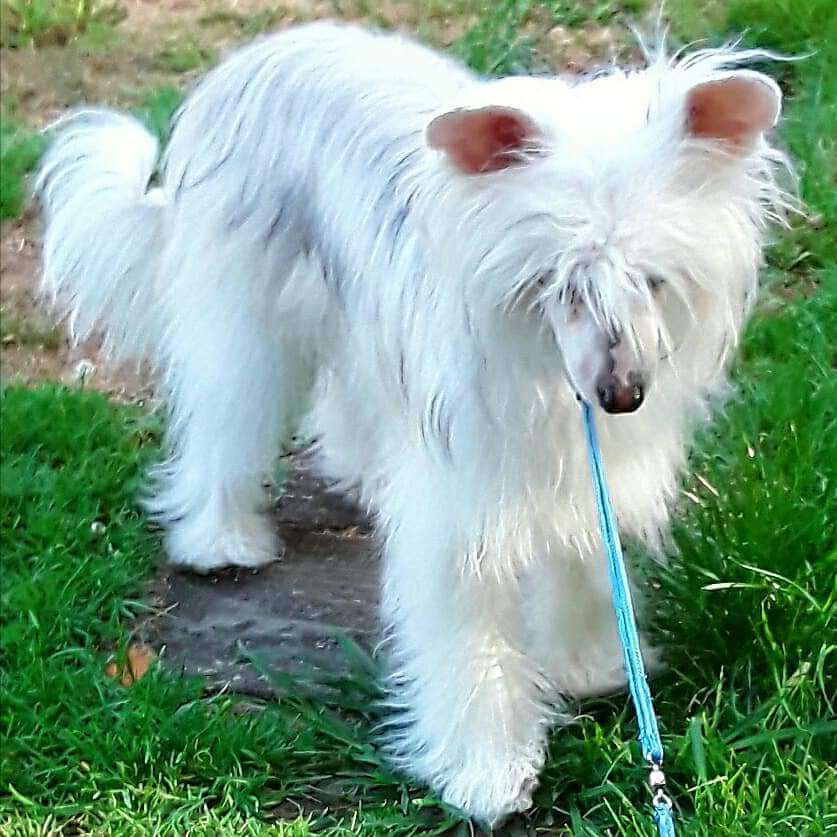 Koreke China Doll At Argosy