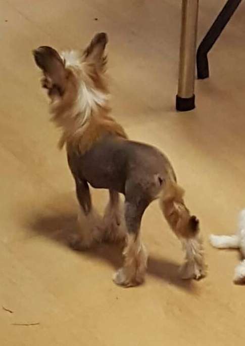 Koreke Petra Semper Fidelis