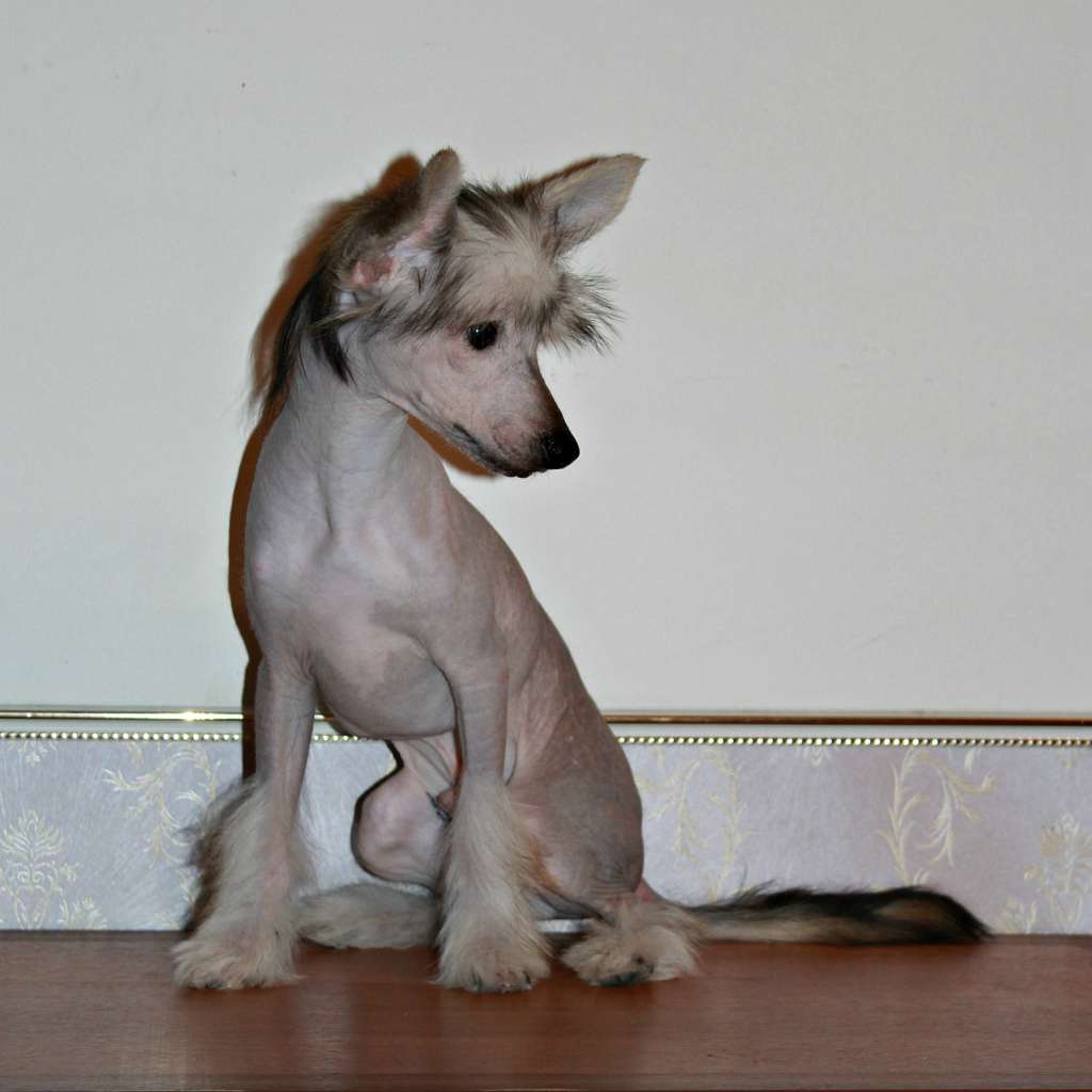 Dragotsennyi Dar Sindarin