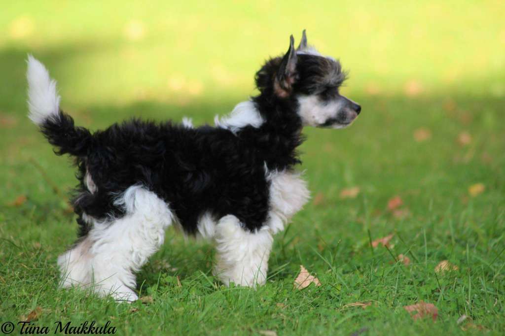 Pideraq'se Kissin Kärpäsmyrkky