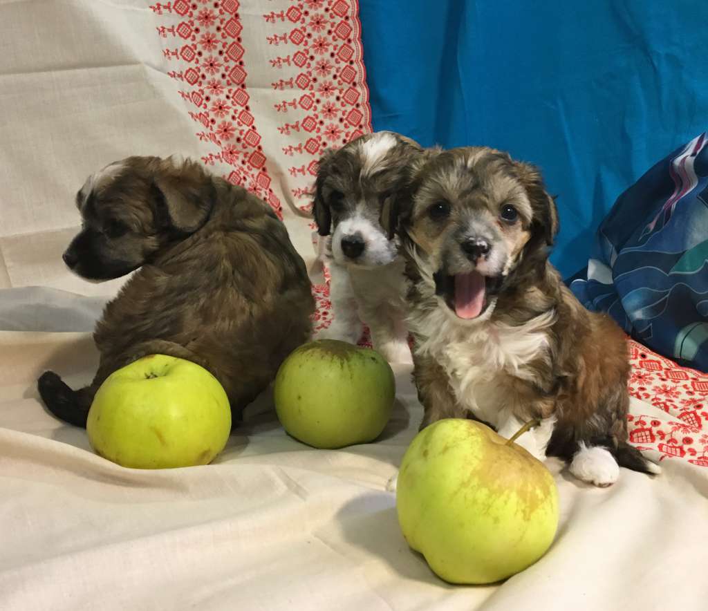 Teodor Iz Strani Cvetov