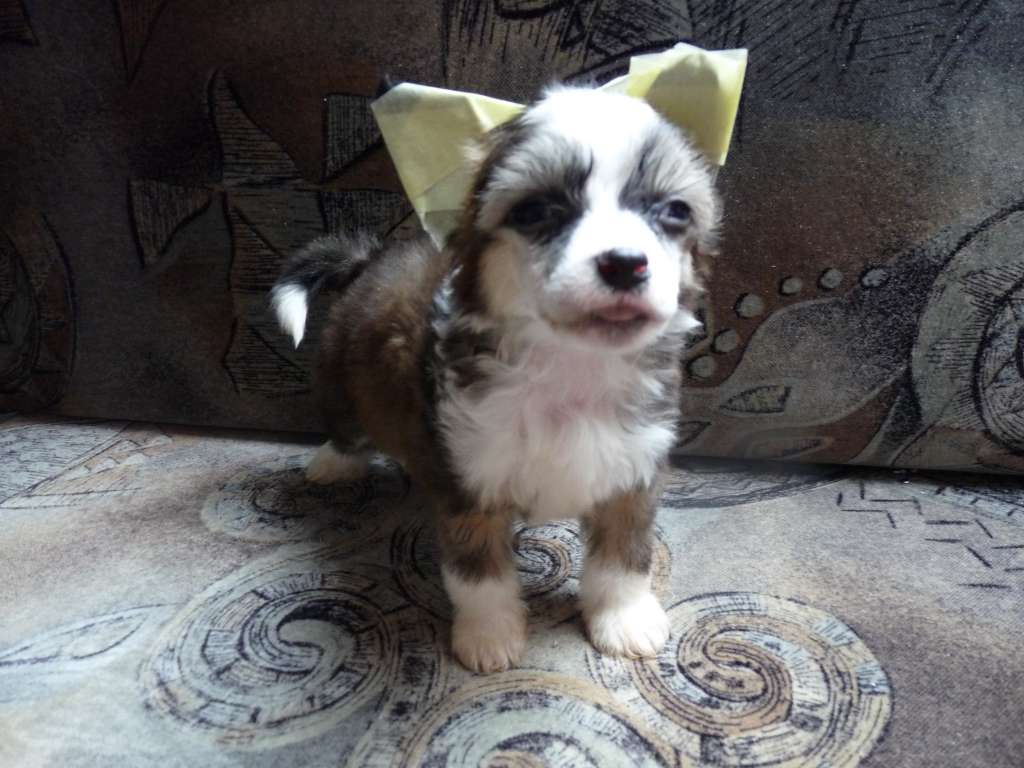 Fundoklia-völgyi Kaszanics Remény