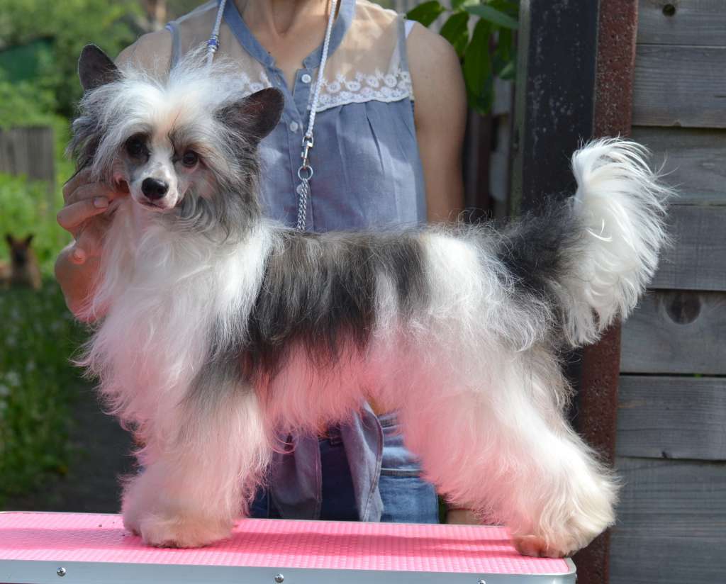 Cent na Schastye iz Sozvezdiya Khana