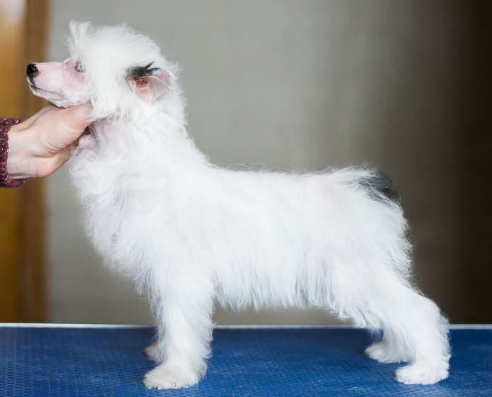 Cerera iz Sozvezdiya Khana