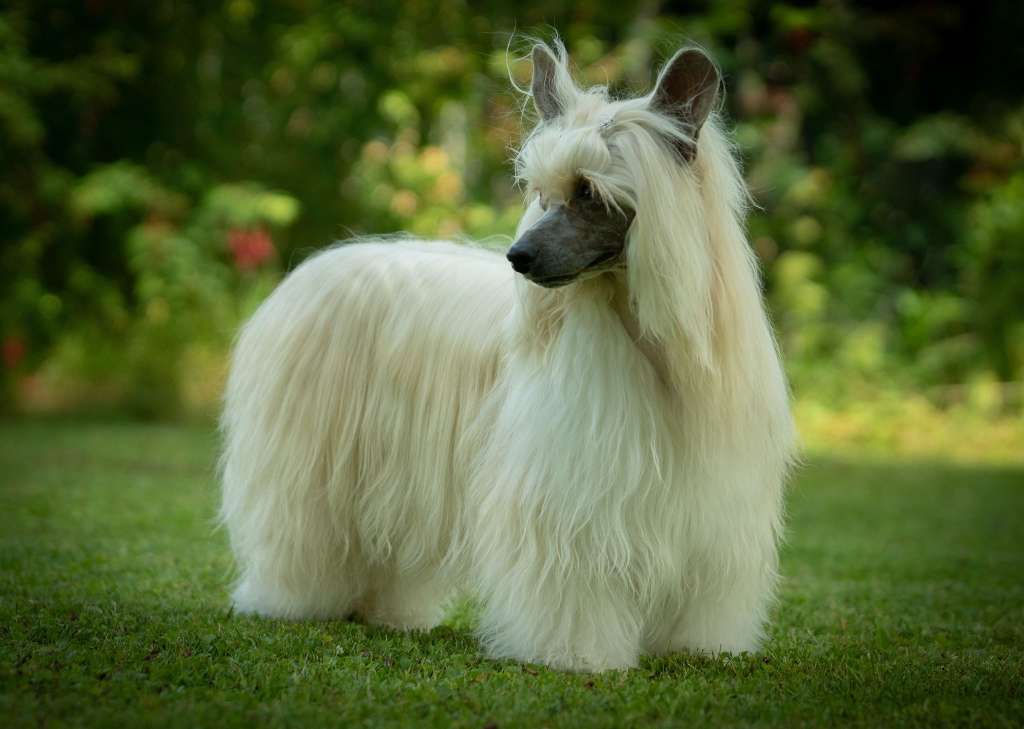 Aurum Time Massandra