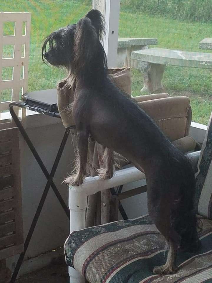 Altacrest's Wind at My Back