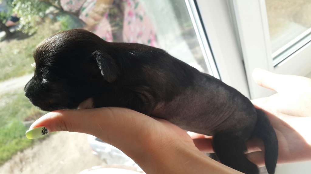 Ognenny Lotos Emiliia