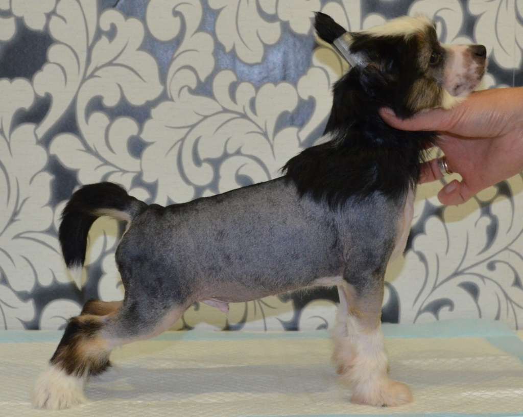 Ognenny Lotos Udzhin