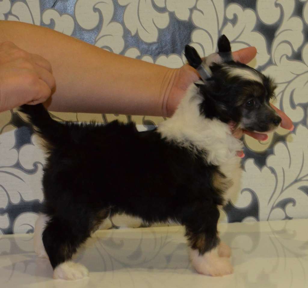 Ognenny Lotos Uzetta